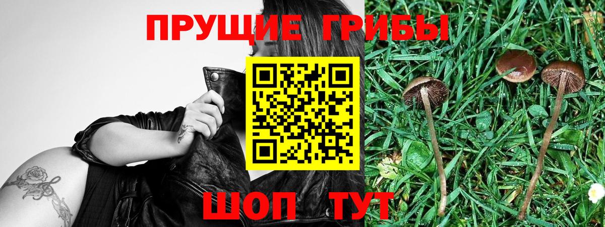 Волоколамск  Галлюциногенные грибы Psilocybine cubensis  Псилоцибиновые грибы Cubensis  где продают наркотики  Вход с VPN 